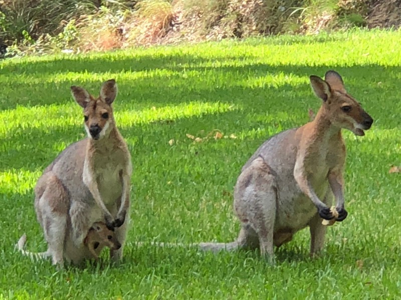 20 Thursday Drive, Tallebudgera Valley QLD 4228