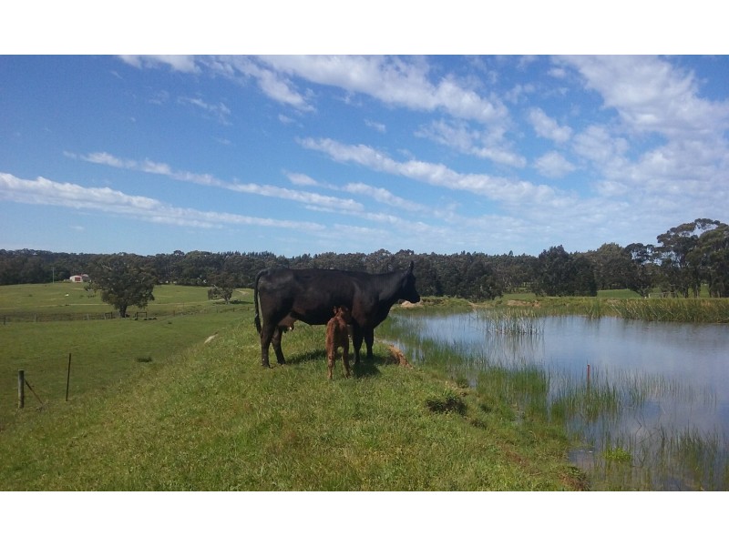 175 G Barrys Road, Barongarook VIC 3249