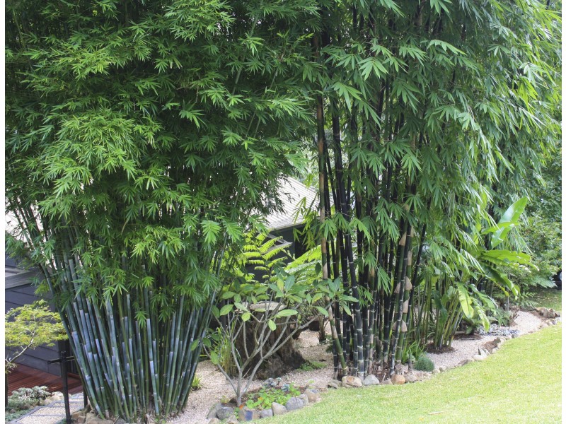 16 Lucania Court, Tamborine Mountain QLD 4272