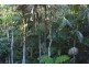 16 Lucania Court, Tamborine Mountain QLD 4272