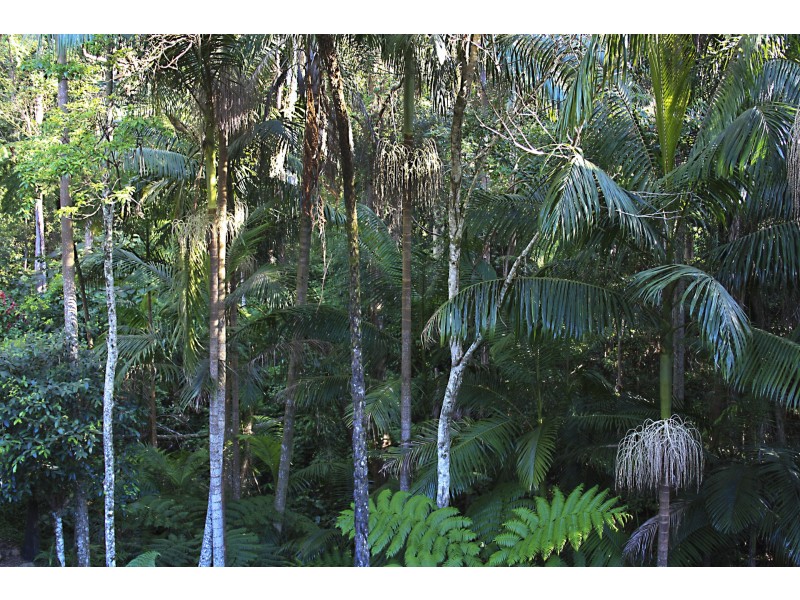 16 Lucania Court, Tamborine Mountain QLD 4272