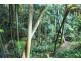 16 Lucania Court, Tamborine Mountain QLD 4272