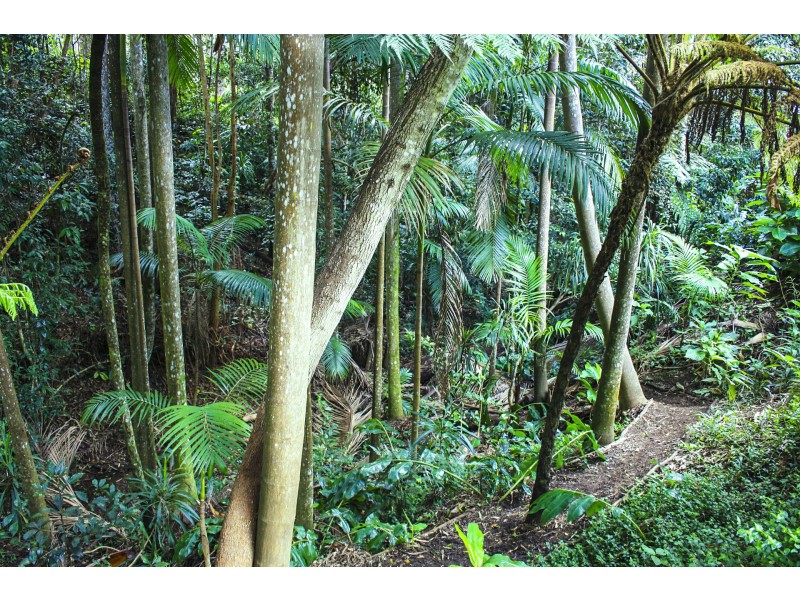 16 Lucania Court, Tamborine Mountain QLD 4272
