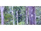 16 Lucania Court, Tamborine Mountain QLD 4272