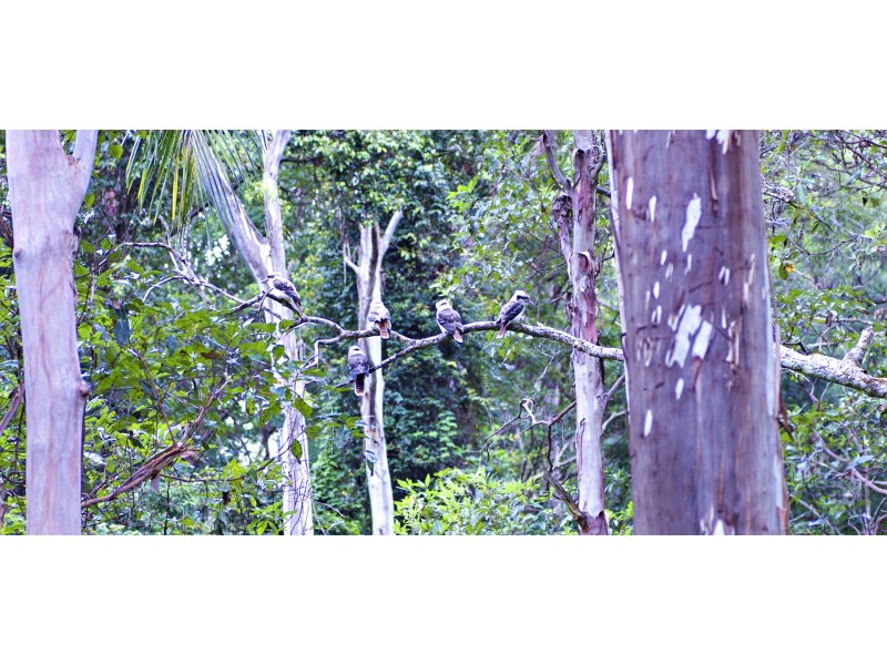 16 Lucania Court, Tamborine Mountain QLD 4272