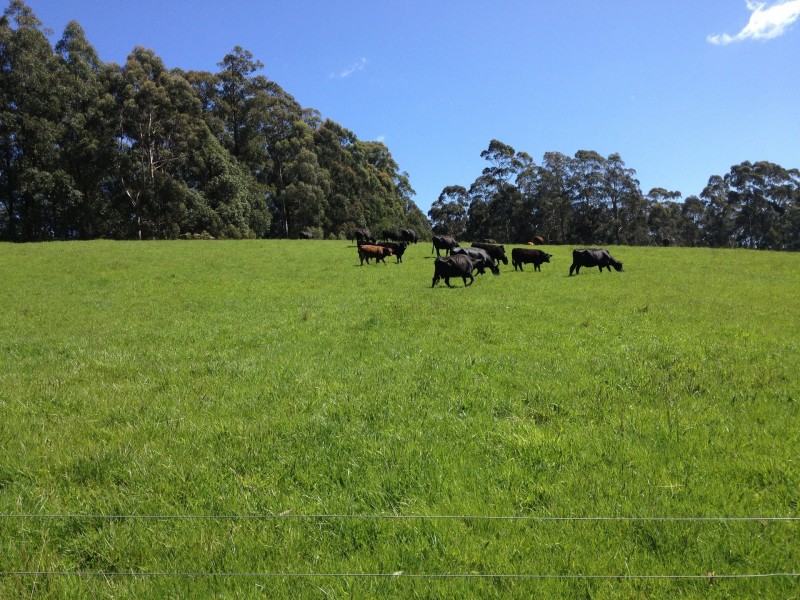 3480 Colac Lavers Hill Road, Ferguson VIC 3237