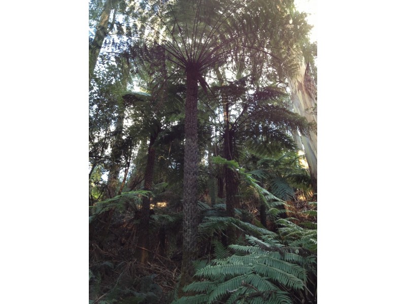 3480 Colac Lavers Hill Road, Ferguson VIC 3237