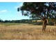 Lot Lot 6, 209 Timboon-Curdievale Road, Timboon VIC 3268