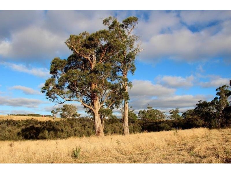 Lot Lot 6, 209 Timboon-Curdievale Road, Timboon VIC 3268