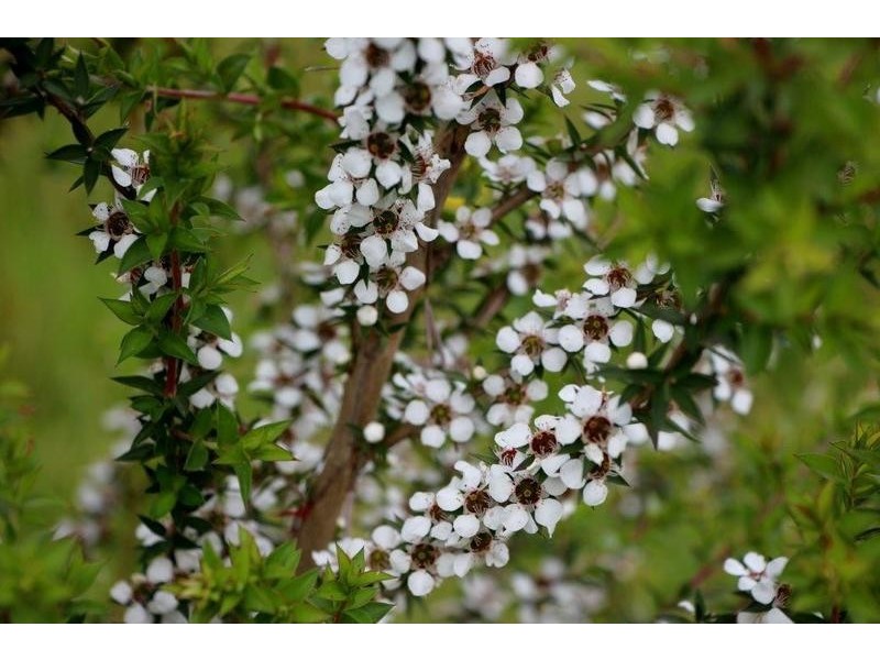 Lot Lot 6, 209 Timboon-Curdievale Road, Timboon VIC 3268