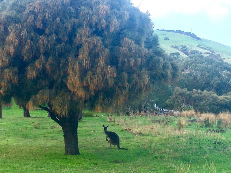 6/174 Paradise Drive, Wirrina Cove SA 5204