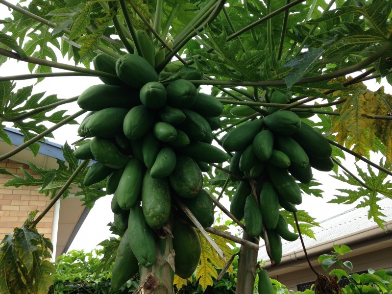 17 Heydon Avenue, Labrador QLD 4215