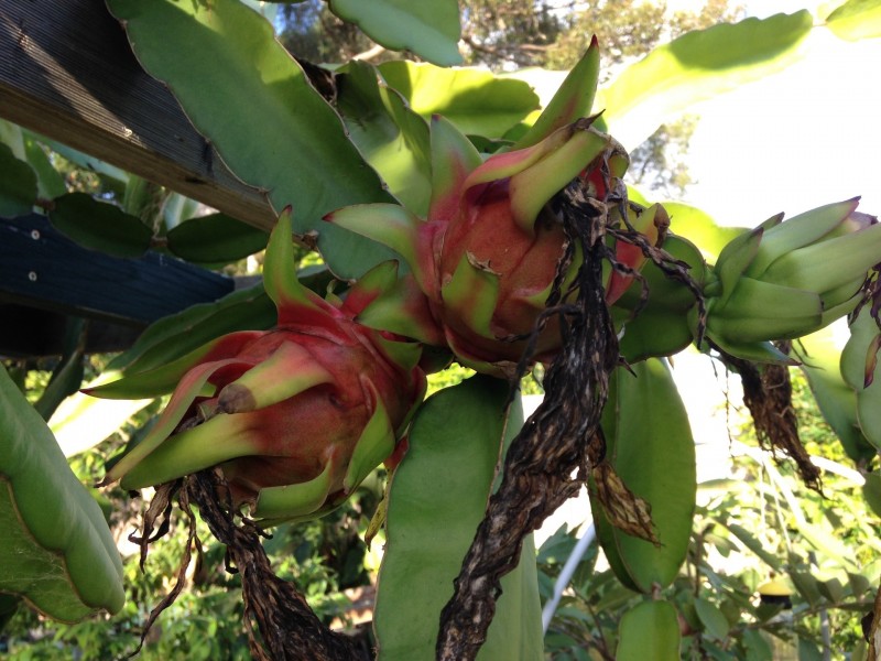 17 Heydon Avenue, Labrador QLD 4215