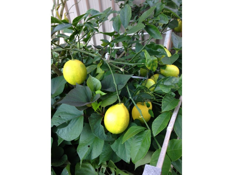 17 Heydon Avenue, Labrador QLD 4215