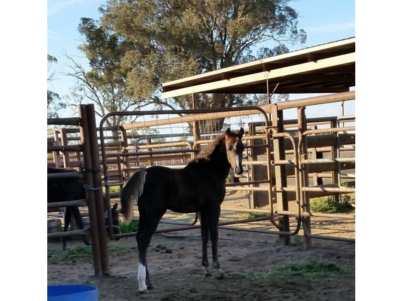 480 Punt Road, Murchison North VIC 3610