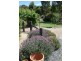 363 Stapledons Road, Dadswells Bridge VIC 3385