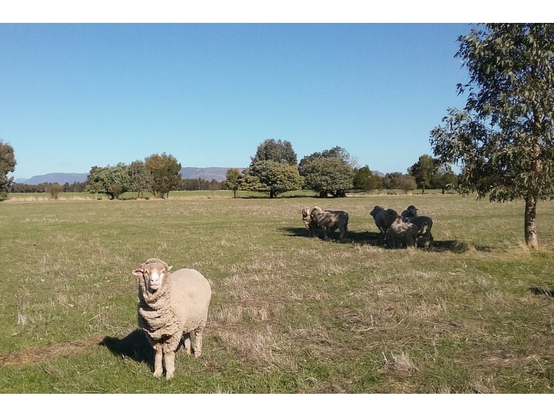 363 Stapledons Road, Dadswells Bridge VIC 3385