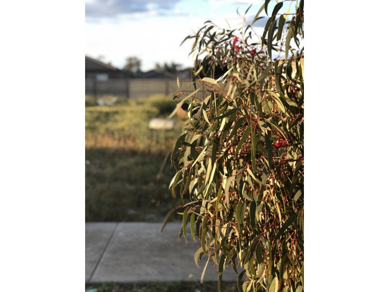 3 Correa Place, Brookfield VIC 3338