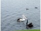 Pelican Waters QLD 4551