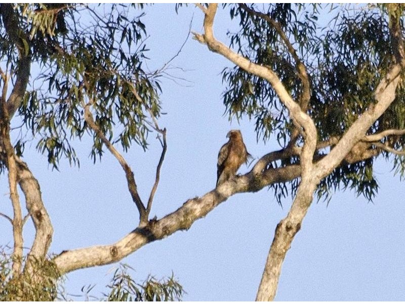 Lot 6 Clements Road, Woodstock NSW 2793