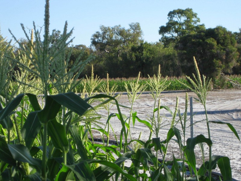 Lot 4202 Myalup Road, Harvey WA 6220