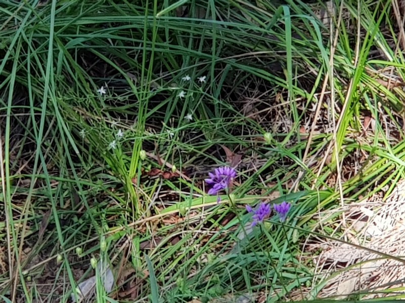 Lot 202/165 Decastilla Road, Clackline WA 6564