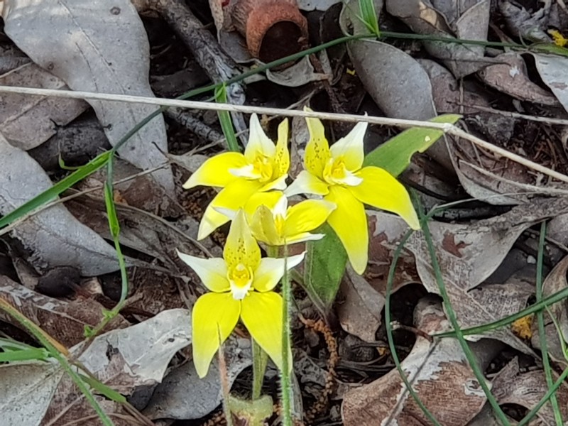 Lot 202/165 Decastilla Road, Clackline WA 6564