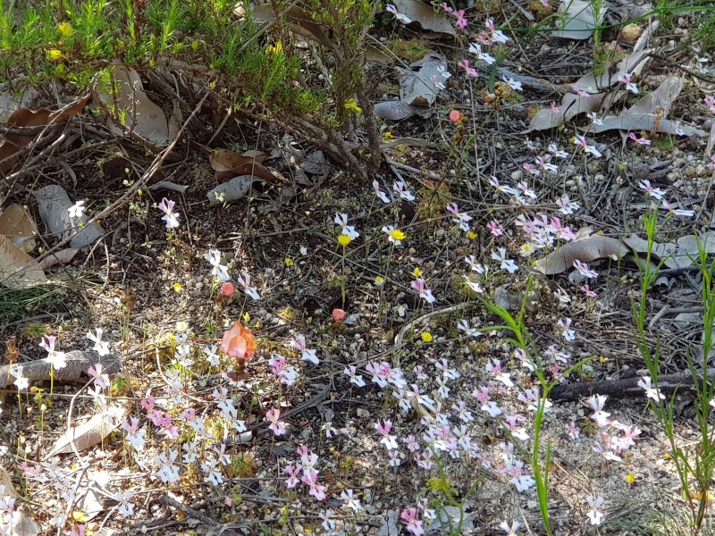 Lot 202/165 Decastilla Road, Clackline WA 6564