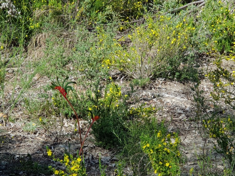 Lot 202/165 Decastilla Road, Clackline WA 6564