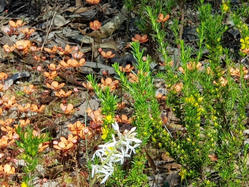 Lot 202/165 Decastilla Road, Clackline WA 6564