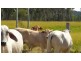 315 Preston Road, Adelaide Park QLD 4703
