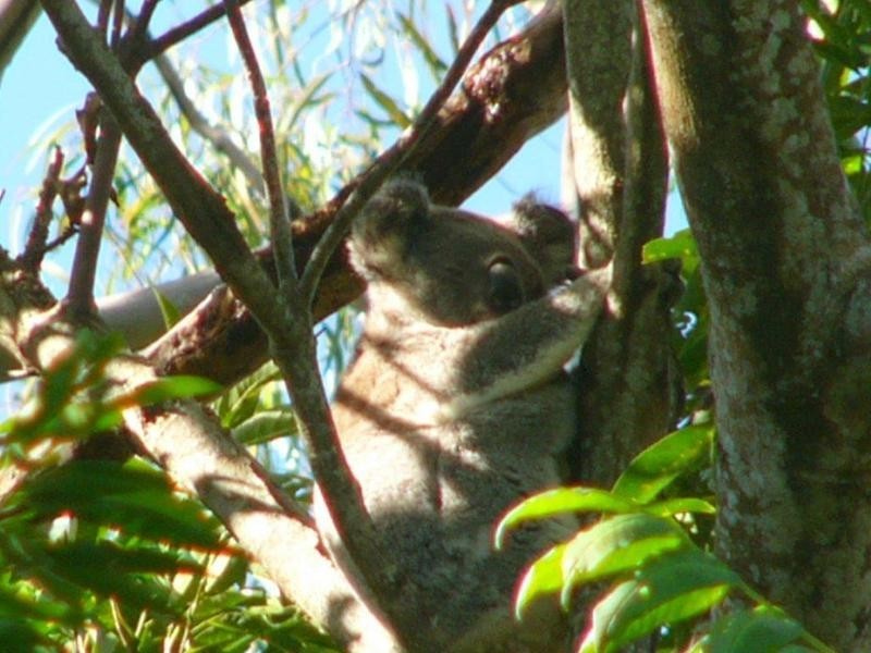 14 Dunromin Drive, Modanville NSW 2480