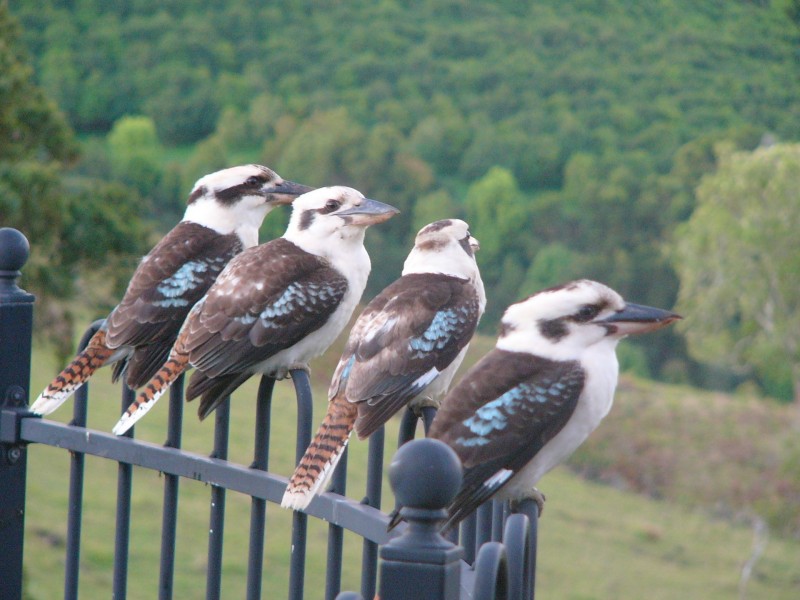 14 Dunromin Drive, Modanville NSW 2480