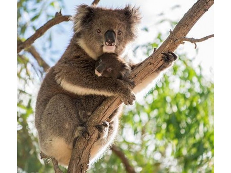 761 Greenhill Road, Greenhill SA 5140