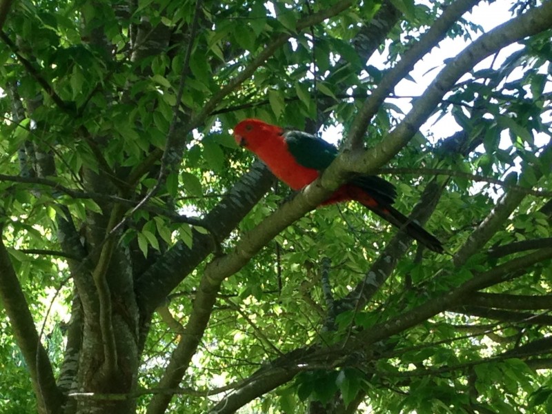 12 Mineral Lane, Yackandandah VIC 3749