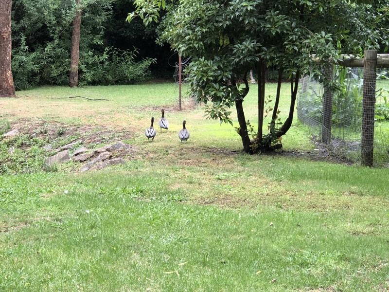 12 Mineral Lane, Yackandandah VIC 3749