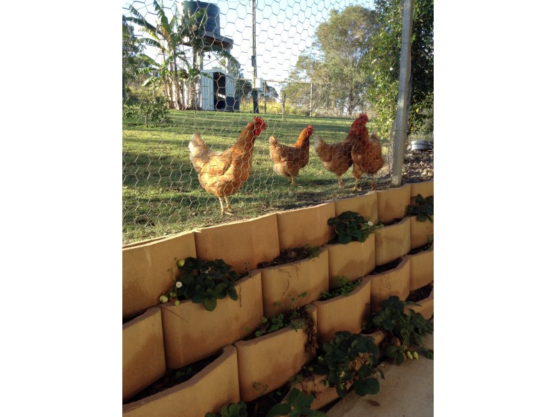 240 Butchers Road, South Isis QLD 4660