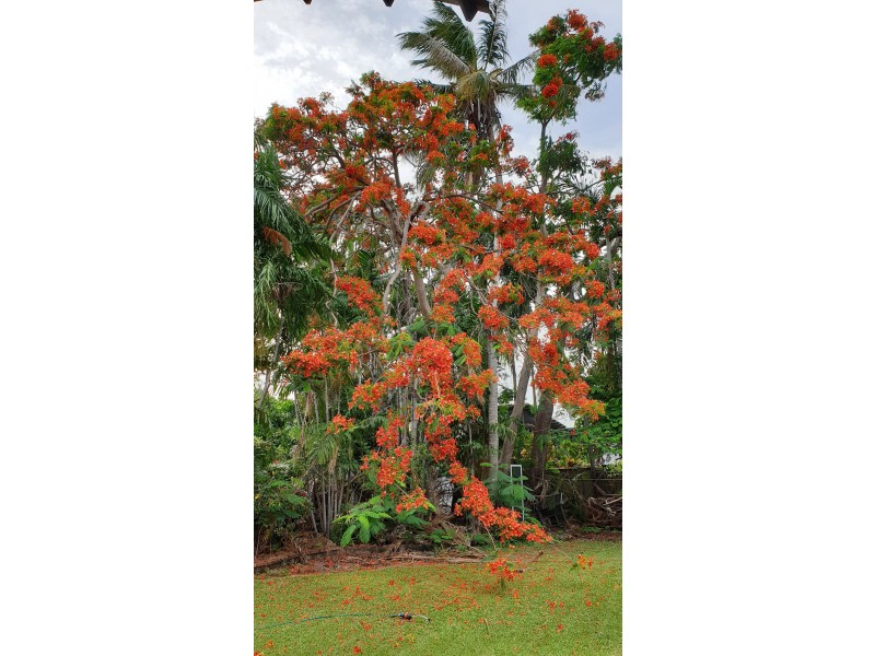 14 Aralia Street, Nightcliff NT 0810