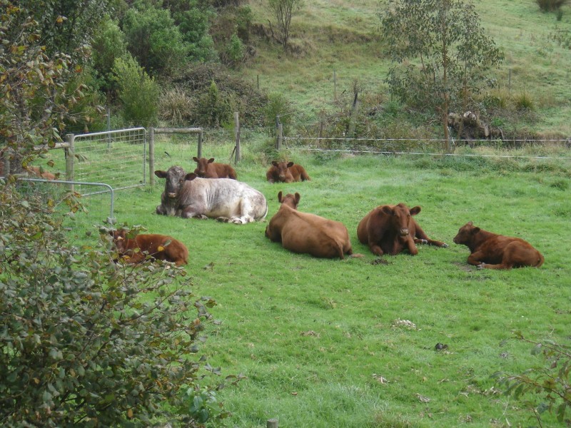 95 Wild Dog Road, Apollo Bay VIC 3233