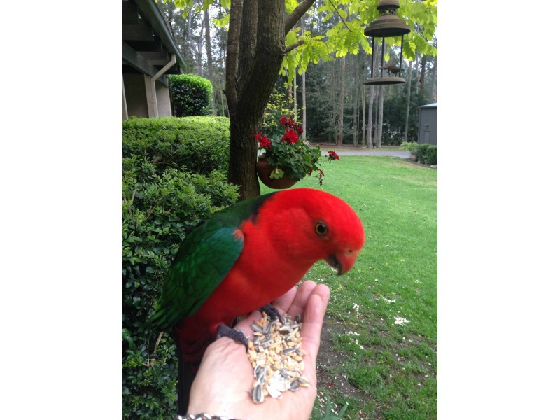 6 Lowana Close, Tapitallee NSW 2540