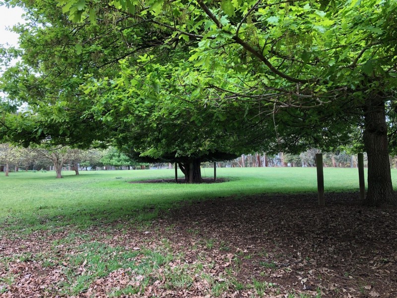 87 Rodger Place, Bushfield VIC 3281