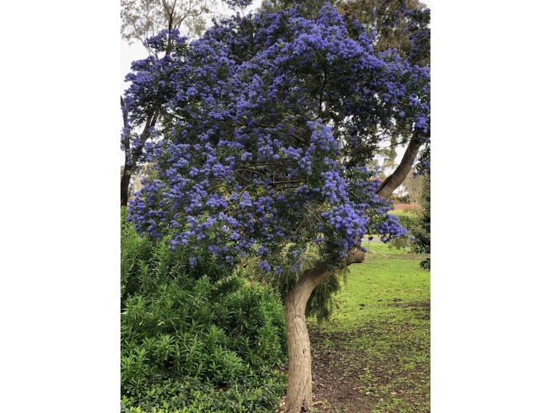 87 Rodger Place, Bushfield VIC 3281