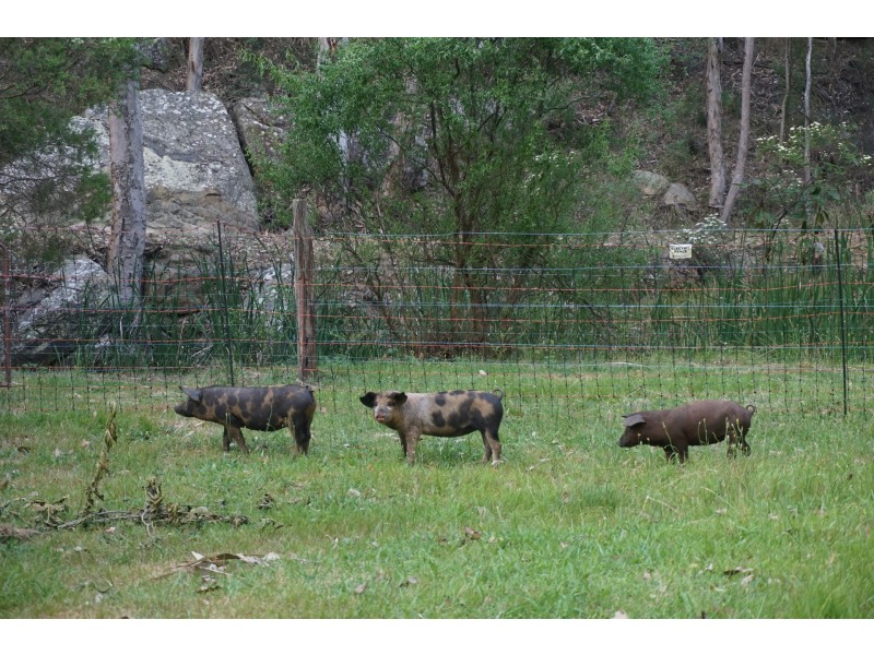 175 Knights Road, Laguna NSW 2325