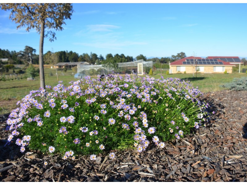 10 Rattenbury Close, Murrumbateman NSW 2582