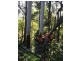 39 Knoll Road, Tamborine Mountain QLD 4272