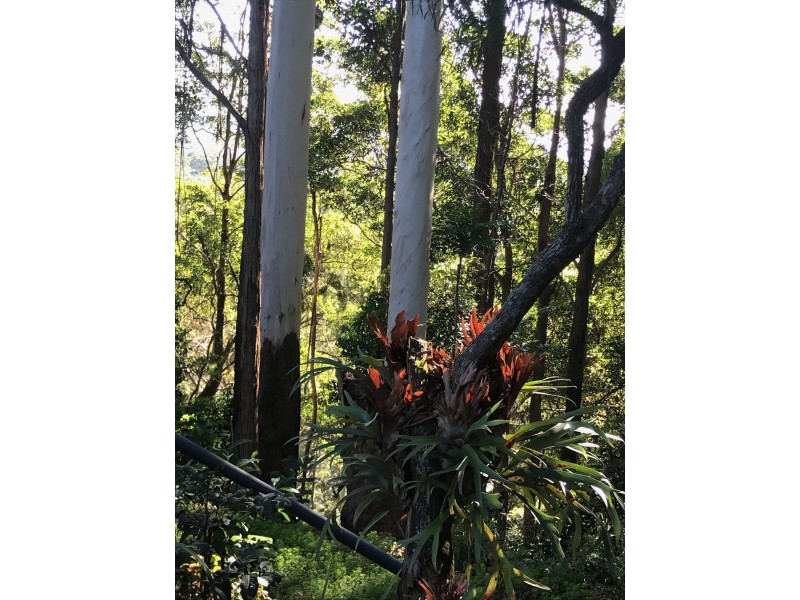 39 Knoll Road, Tamborine Mountain QLD 4272