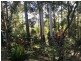 39 Knoll Road, Tamborine Mountain QLD 4272