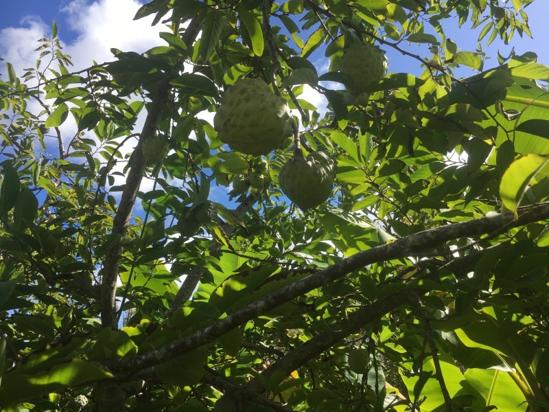 19 Hewetsons Lane, Rous Mill NSW 2477