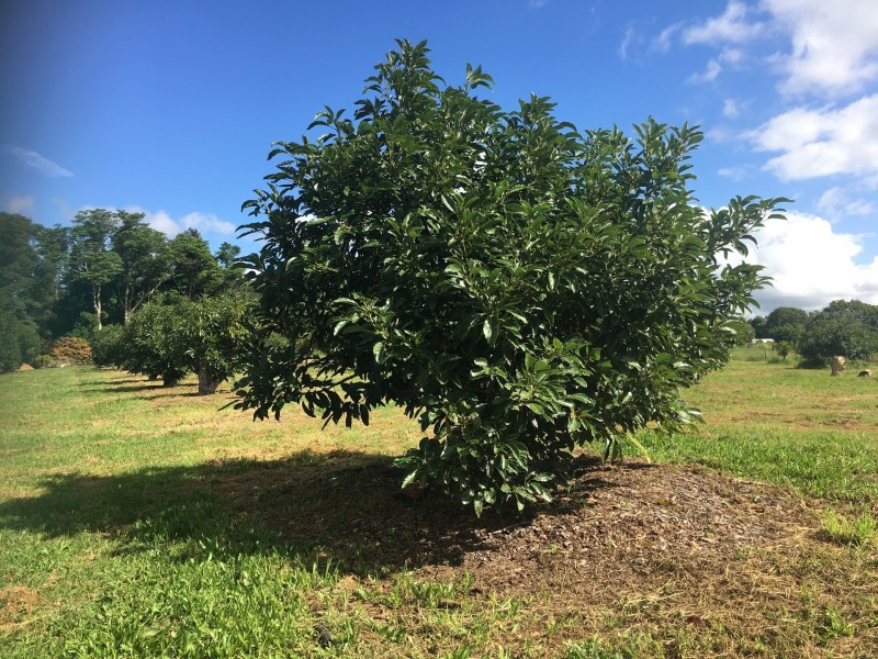 19 Hewetsons Lane, Rous Mill NSW 2477