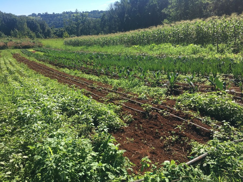 19 Hewetsons Lane, Rous Mill NSW 2477